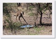 12SopaSerengeti - 10 * Long necks only help so much for getting a sip.